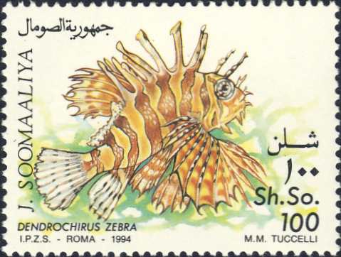 Dendrochirus zebra Dendrochirus zebra
