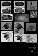 Bythocypris weddellensis  Brandão, 2008 from the original description