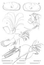 Bythocypris weddellensis  Brandão, 2008 from the original description