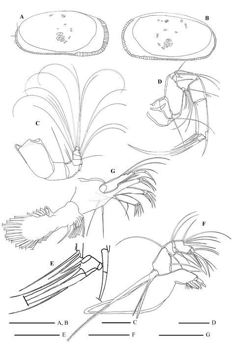 Bythocypris weddellensis Brandão, 2008 from the original description Bythocypris weddellensis Brandão, 2008 from the original description