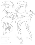 Bythocypris weddellensis  Brandão, 2008 from the original description