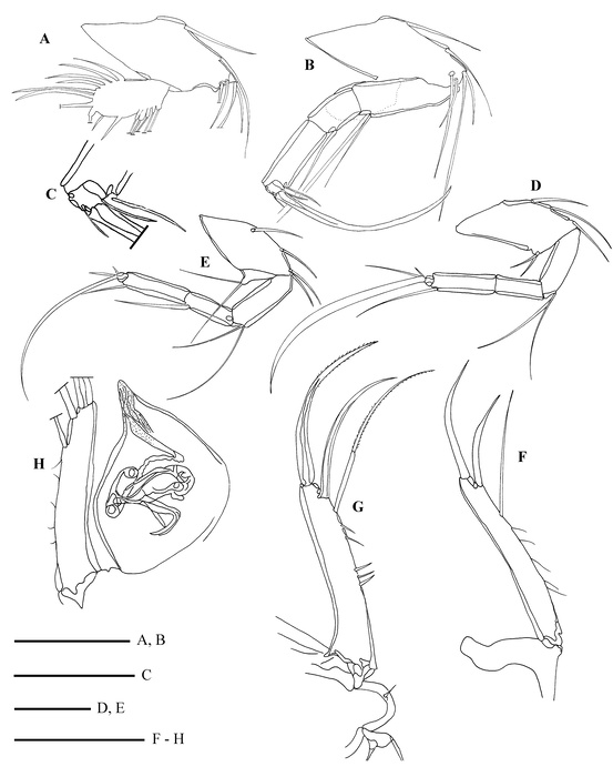 Bythocypris weddellensis Brandão, 2008 from the original description Bythocypris weddellensis Brandão, 2008 from the original description