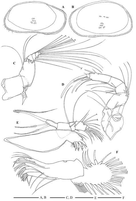 Bythocypris richarddinglei Brandão, 2008 from the original description Bythocypris richarddinglei Brandão, 2008 from the original description