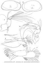 Bythocypris richarddinglei Brandão, 2008 from the original description