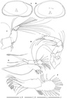 Bythocypris richarddinglei Brandão, 2008 from the original description