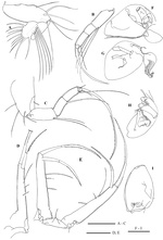 Bythocypris richarddinglei Brandão, 2008 from the original description