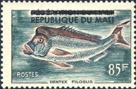 Dentex filosus Dentex filosus