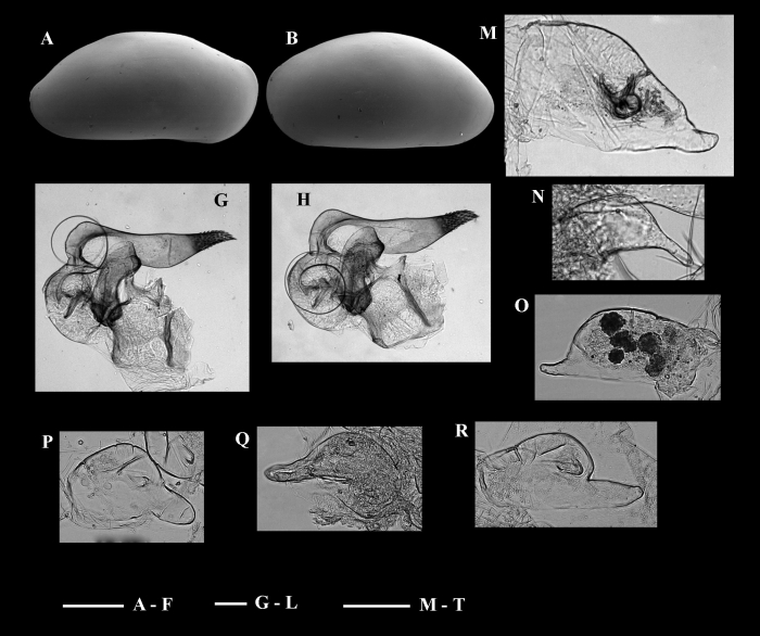 Bythocypris malyutinae Brandão, 2008 from the original description
