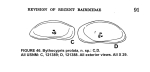 Bythocypris prolata Maddocks, 1969 from the original description