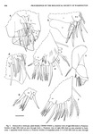 Dantya ferox Kornicker & Iliffe, 1989 from the original description