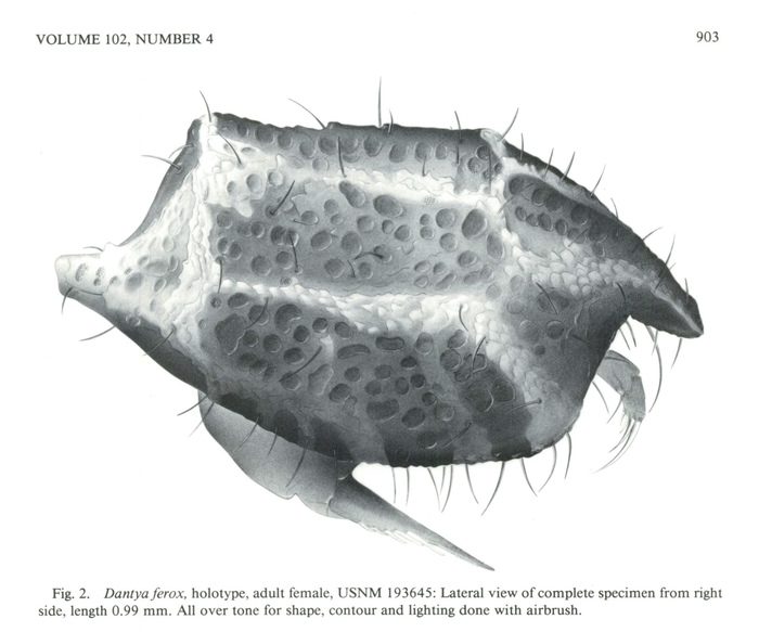 Dantya ferox Kornicker &amp; Iliffe, 1989 from the original description