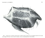 Dantya ferox Kornicker & Iliffe, 1989 from the original description