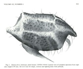 Dantya ferox Kornicker & Iliffe, 1989 from the original description