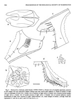 Dantya ferox Kornicker & Iliffe, 1989 from the original description