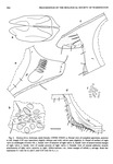 Dantya ferox Kornicker & Iliffe, 1989 from the original description
