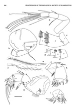 Dantya ferox Kornicker & Iliffe, 1989 from the original description