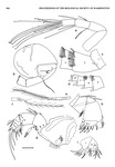 Dantya ferox Kornicker & Iliffe, 1989 from the original description