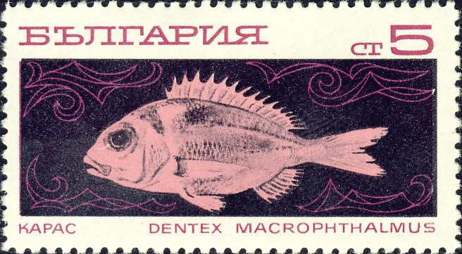 Dentex macrophthalmus