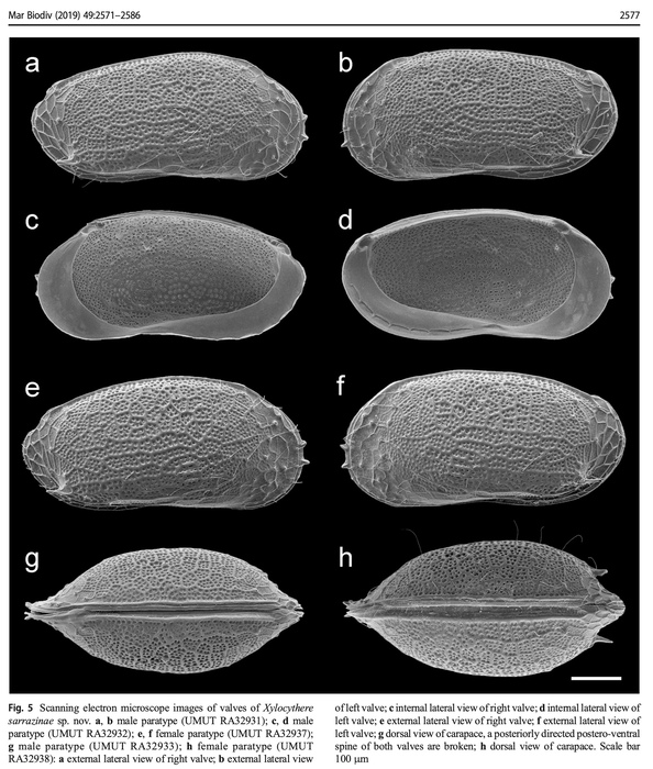 Xylocythere sarrazinae Tanaka, Lelièvre & Yasuhara, 2019 from the original description Xylocythere sarrazinae Tanaka, Lelièvre & Yasuhara, 2019 from the original description