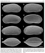 Xylocythere sarrazinae Tanaka, Lelièvre & Yasuhara, 2019 from the original description
