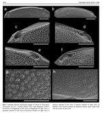 Xylocythere sarrazinae Tanaka, Lelièvre & Yasuhara, 2019 from the original description