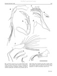 Xylocythere sarrazinae Tanaka, Lelièvre & Yasuhara, 2019 from the original description