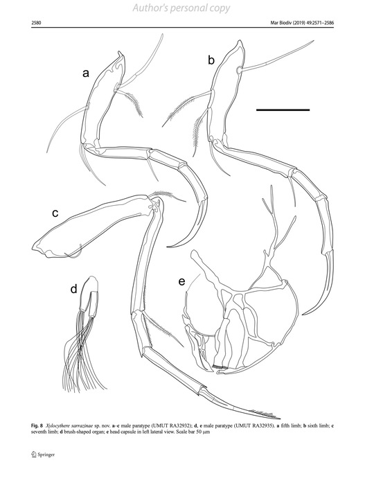 Xylocythere sarrazinae Tanaka, Lelièvre & Yasuhara, 2019 from the original description Xylocythere sarrazinae Tanaka, Lelièvre & Yasuhara, 2019 from the original description