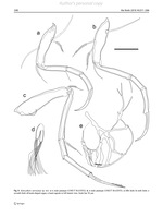 Xylocythere sarrazinae Tanaka, Lelièvre & Yasuhara, 2019 from the original description