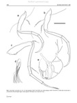 Xylocythere sarrazinae Tanaka, Lelièvre & Yasuhara, 2019 from the original description