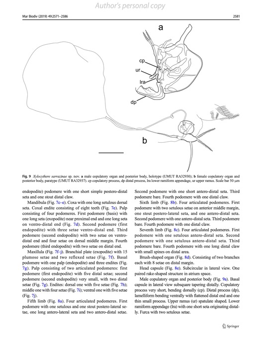 Xylocythere sarrazinae Tanaka, Lelièvre &amp; Yasuhara, 2019 from the original description
