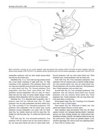 Xylocythere sarrazinae Tanaka, Lelièvre & Yasuhara, 2019 from the original description