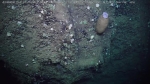 Asconema megaatrialia 
