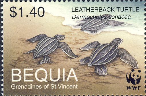 Dermochelys coriacea Dermochelys coriacea