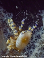 Pseudoporcellanella manoliensis