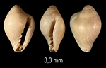  Eratoidea antoniae Sosso, Brunetti & Dell'Angelo, 2015