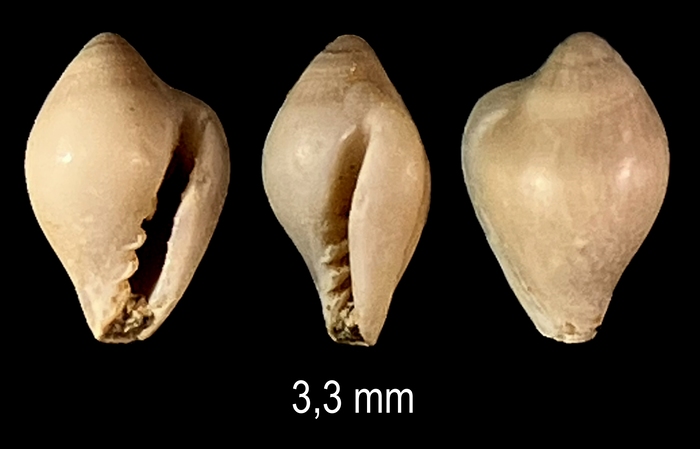 Eratoidea antoniae Sosso, Brunetti & Dell'Angelo, 2015 Eratoidea antoniae Sosso, Brunetti & Dell'Angelo, 2015