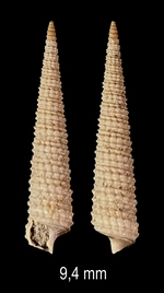 Inella cristulata (Sacco, 1895)