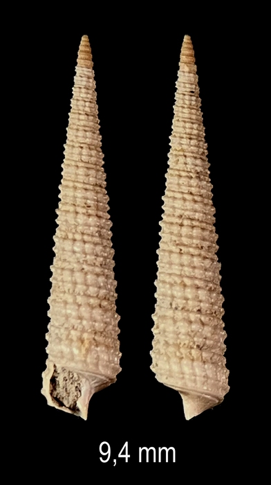Inella cristulata (Sacco, 1895) Inella cristulata (Sacco, 1895)
