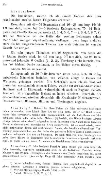 Iulus scandinavius Iulus scandinavius