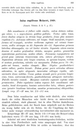 Iulus scandinavius 