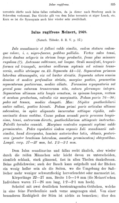 Iulus scandinavius Iulus scandinavius