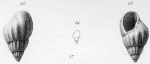 Rissoa turbinata (Lamarck, 1804)