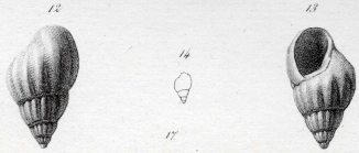 Rissoa turbinata (Lamarck, 1804)