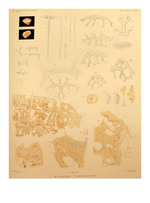 Holotype