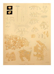 Holotype