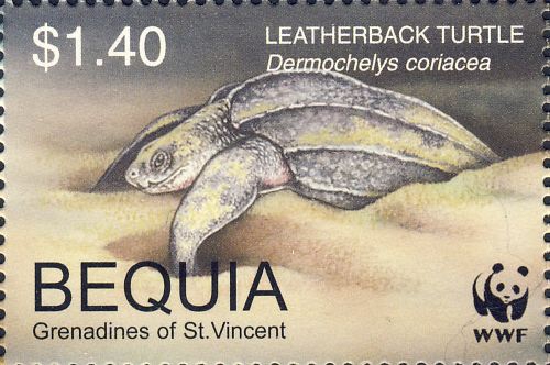 Dermochelys coriacea Dermochelys coriacea