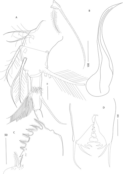 Thaumatoconcha quasiporosa Karanovic &amp; Brandão, 2011 from the original description