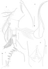Thaumatoconcha quasiporosa Karanovic & Brandão, 2011 from the original description