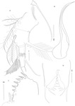 Thaumatoconcha quasiporosa Karanovic & Brandão, 2011 from the original description