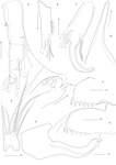 Thaumatoconcha dandani Karanovic & Brandão, 2011 from the original description